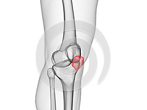 The patella bone