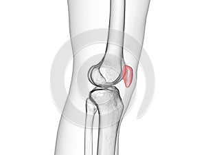 The patella bone