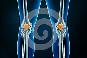 Patella or kneecap bone x-ray front or anterior view. Osteology of the human skeleton, leg or lower limb bones 3D rendering