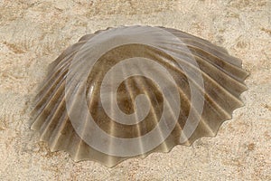 Patella Vulgata Common European Limpet