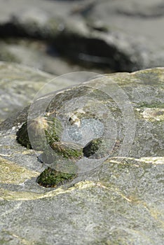 Patella vulgata, a gastropod mollusk of the Patellidae family