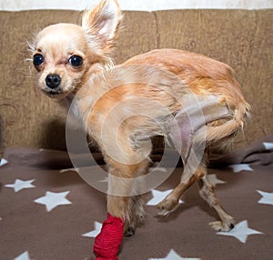 Patellar luxation in dog. Surgical correction photo