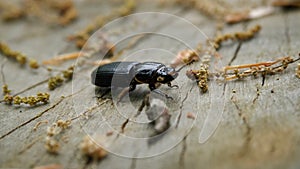 Patent-Leather Beetle Crawling Across Tree Stump