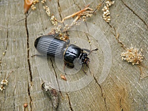 Patent-Leather Beetle Crawling Across Tree Stump