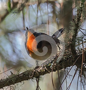 Pater Davids nachtegaal, Firethroat, Luscinia pectardens photo
