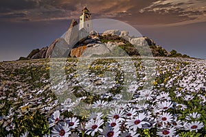 The Paternoster lighthouse stand amongst wild white Namaqualand daisies at springtime.