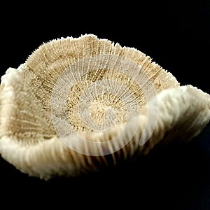 Paterns of the Ocean