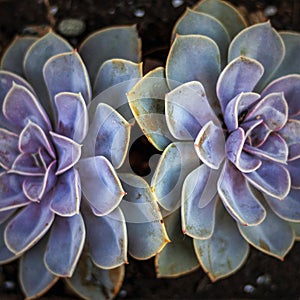 Paterns of  succulent plants