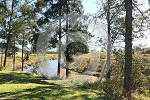 The Paterson River with Trees on the Bank