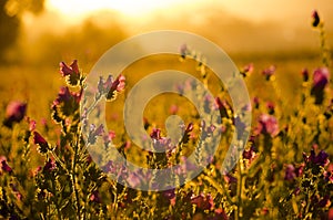 Paterson's Curse flowers