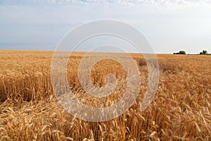 Path across golden wheat field in Ukraine, sunny summer day, harvesting time