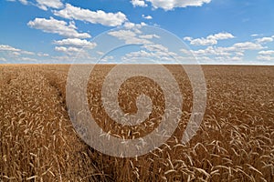 Path across golden wheat field under blue sky in Ukraine