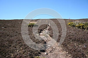 Path across moorland photo