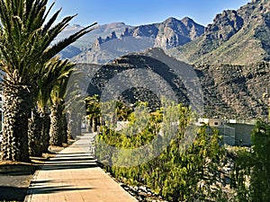 A path in Adeje, Tenerife, on Mirador Gla y Fer, with Palmtrees and mountains photo