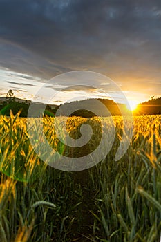 Path in agriculture wheat field with forest hill and dramatic sky at sunset. Czech landscape