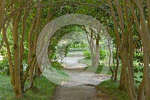 A path along the arch of trees