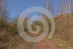 Path along bare birch trees and shrubs on Terril de l`Heribus i Mons, Walloia