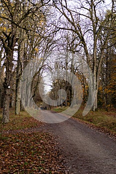 Path along old oak trees