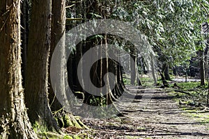 Path along pine forest in summer