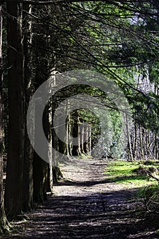 Path along pine forest in summer