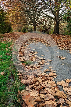 Path along the trees in early fall