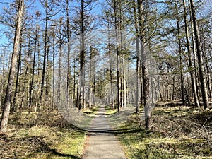 Path through the Amerongse forest