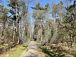 Path through the Amerongse forest