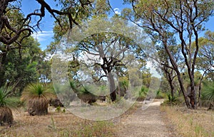 Path amongst the Yakka Trees
