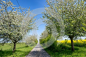 Path with apple trees blossoming in spring, white blossoms on apple tree branches, first green leaves against yellow rape field