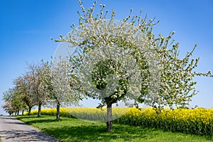 Path with apple trees blossoming in spring, white blossoms on apple tree branches, first green leaves against yellow rape field