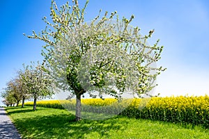 Path with apple trees blossoming in spring, white blossoms on apple tree branches, first green leaves against yellow rape field