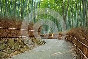 Path through Arashiyama bamboo forest in Japan