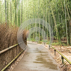 Path in Arashiyama Bamboo Forest in Kyoto