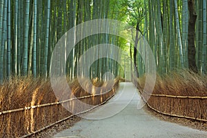 Path through Arashiyama bamboo forest near Kyoto, Japan