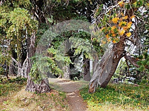 Path around the lake