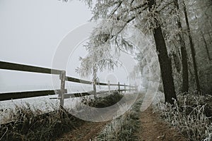 Path around the pasture with wooden fence around under the branches of larch trees covered with hoarfrost during the foggy morning