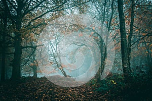Path in an atmospheric forest on a foggy autumn day in a beautifully atmospheric forest