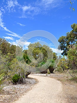 Path in Australian Bushland