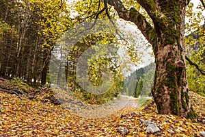 Path through Austrian Alpine Valey covered by leafs in autumn