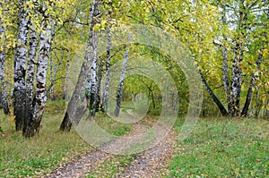 Path in autumn birch forest