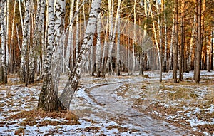 Path in the autumn birch forest