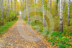 Path in autumn birch grove
