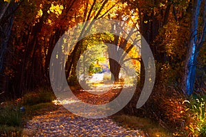 Path Through Autumn Colors photo