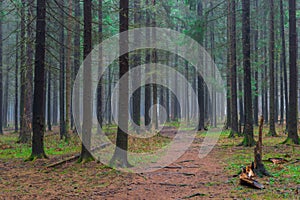 The path in the autumn coniferous forest