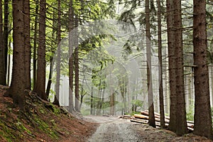 path through an autumn coniferous forest with the most of pines surrounded by mountain fog the trail leads to the top of the