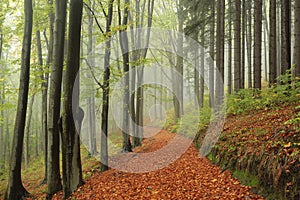 path through an autumn deciduous forest with the most of beech trees covered green leaves on branches footpath leads to top