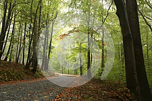 Trail through an autumn forest in foggy weather