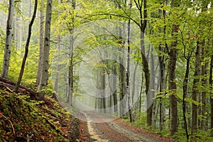 Trail through an autumn forest in foggy weather