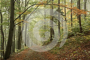 path through an autumn deciduous forest with the most of beech trees covered green leaves on branches trail leads to top biskupia photo