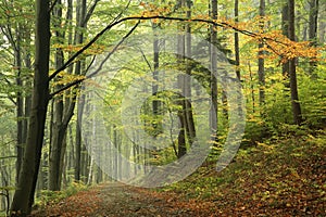 path through an autumn deciduous forest with the most of beech trees covered green leaves on branches trail leads to top biskupia photo